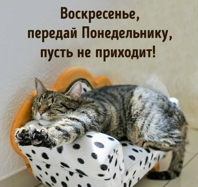 Юмор в картинках. Животные