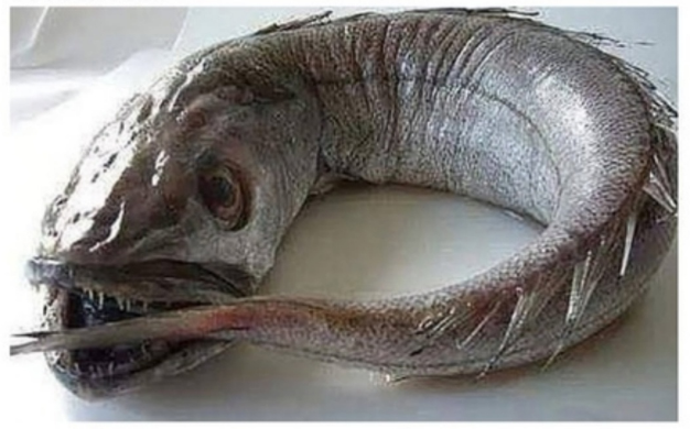 Юмор в картинках. Животные