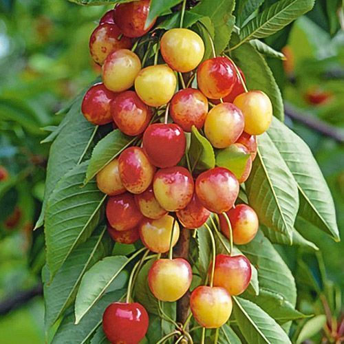 Готовимся к посадке саженцев с зимы! Глава вторая: Черешня!