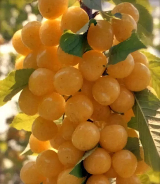 Готовимся к посадке саженцев с зимы! Глава вторая: Черешня!