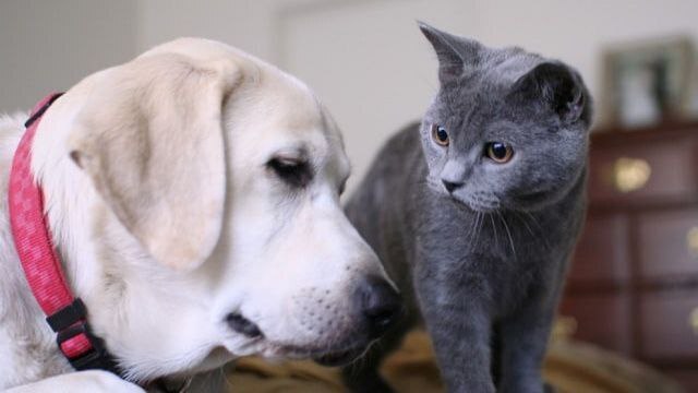 Наши домашние питомцы: верные друзья и члены семьи!!!