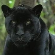 Шайда Иван Дмитриевич, г. Москва