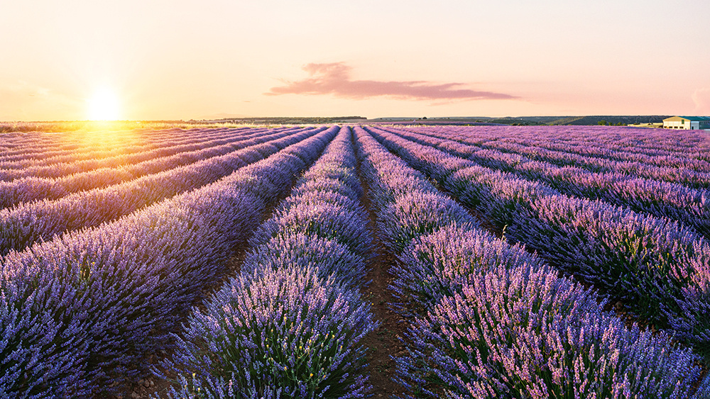 Лаванда как альтернатива лития — исследователи выявили экологически чистый метод для накопления энергии.