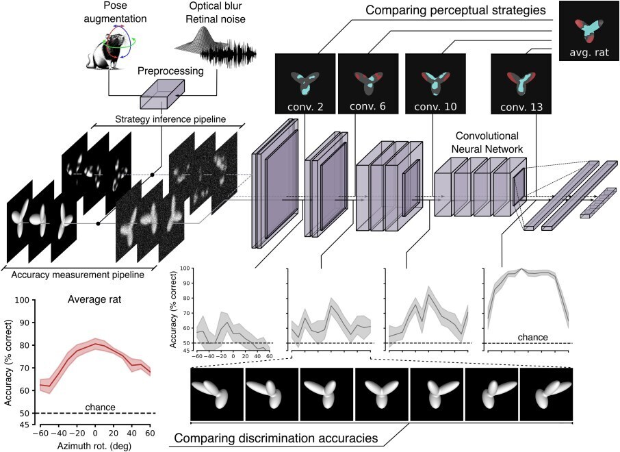 Крысы победили ИИ в распознавании непонятных объектов