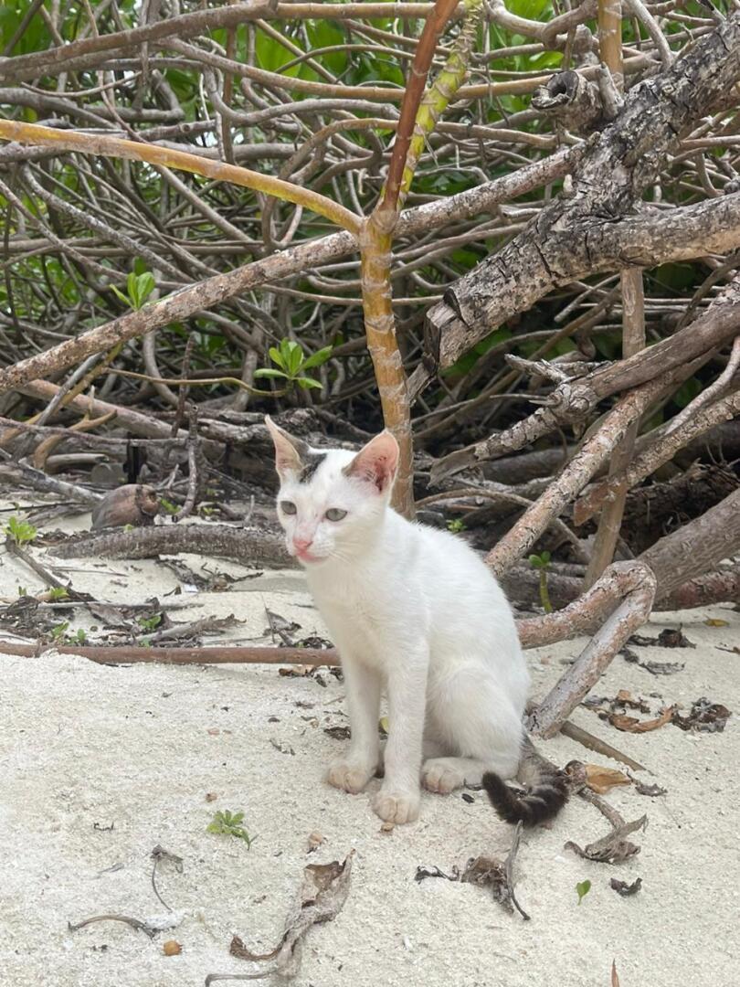 Возврат налогового вычета в 2025 году. Что изменилось.