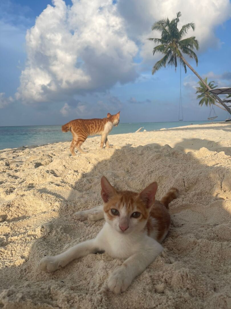 Возврат налогового вычета в 2025 году. Что изменилось.