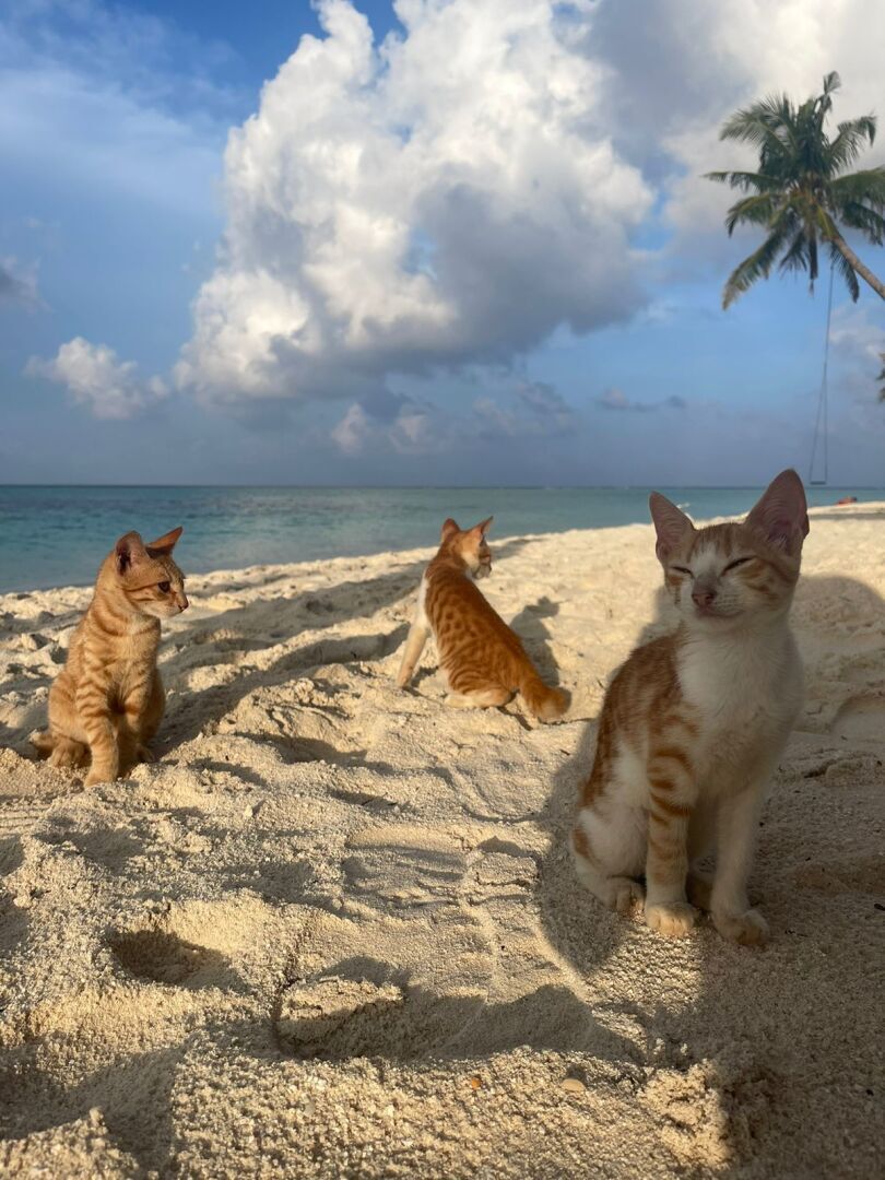 Возврат налогового вычета в 2025 году. Что изменилось.