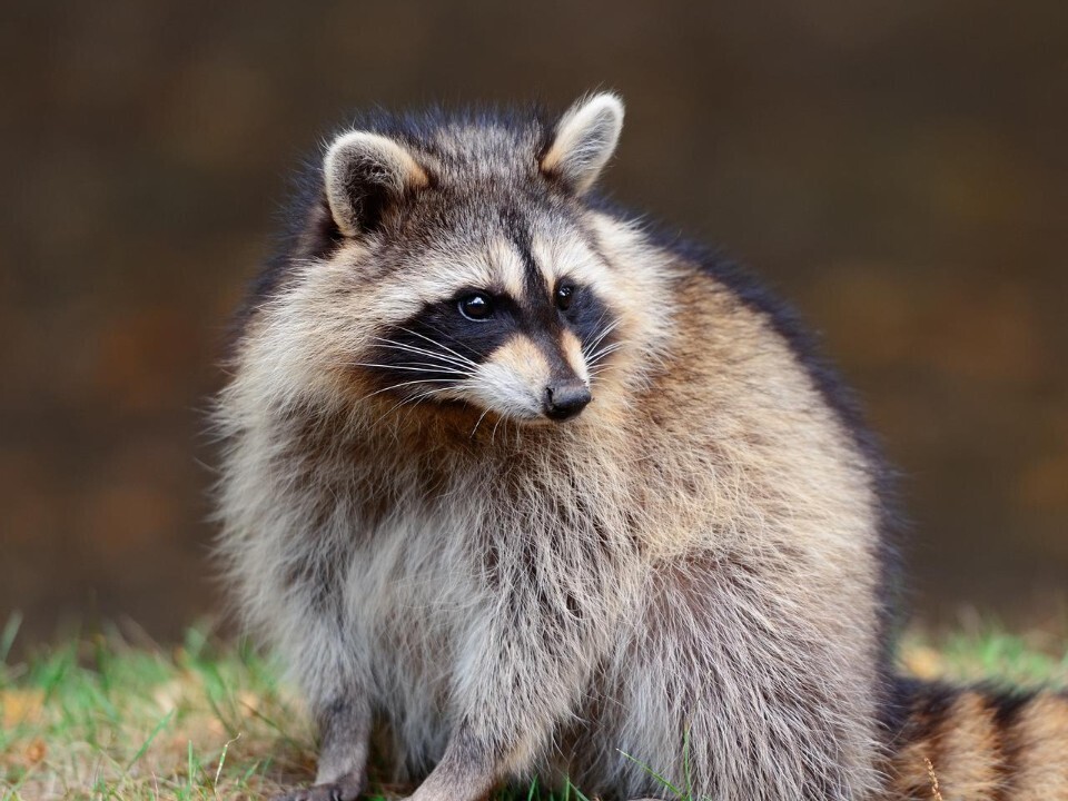 Ворует ботинки местных жителей. Опасного четвероногого воришку разыскивают в Волоколамске