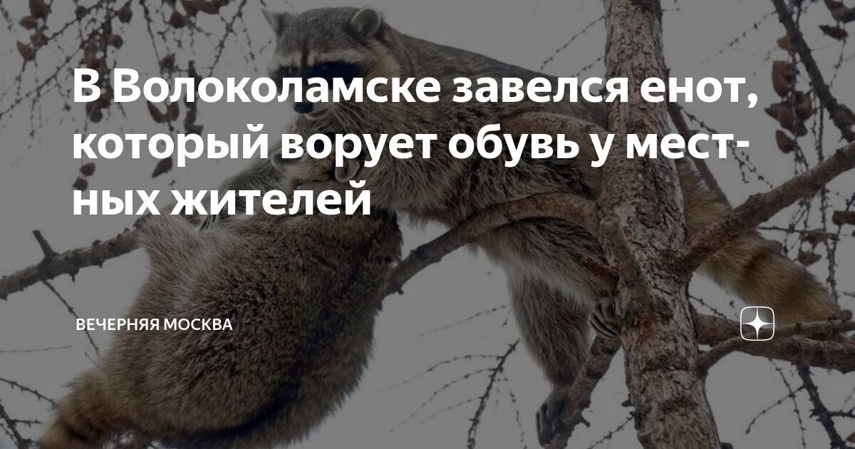 Ворует ботинки местных жителей. Опасного четвероногого воришку разыскивают в Волоколамске