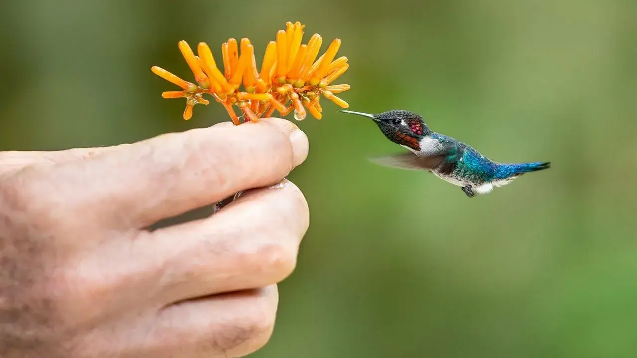 Колибри - что Вы знаете о ней?