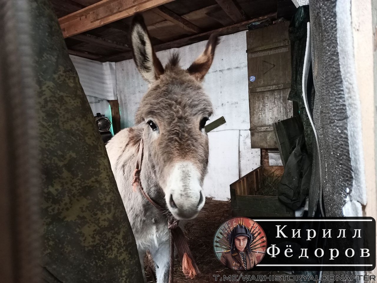Российским бойцам на СВО выдали осла для доставки боеприпасов на передовую.