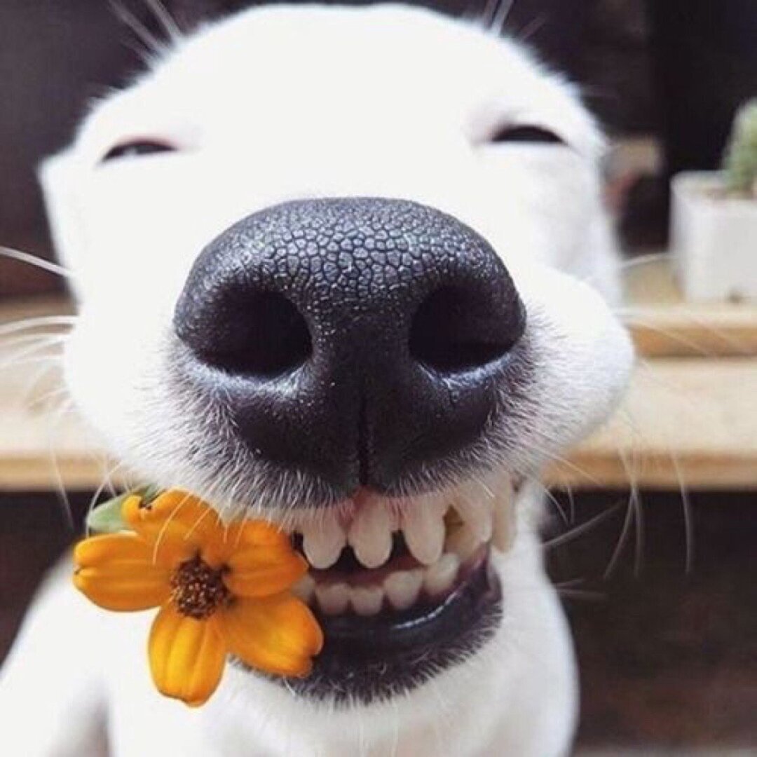 Для отличного настроения: забавные истории и смешные анекдоты из жизни