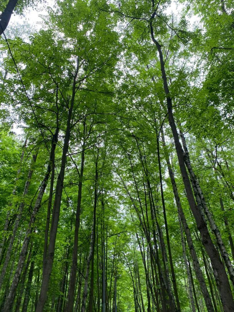 Леса в Москве