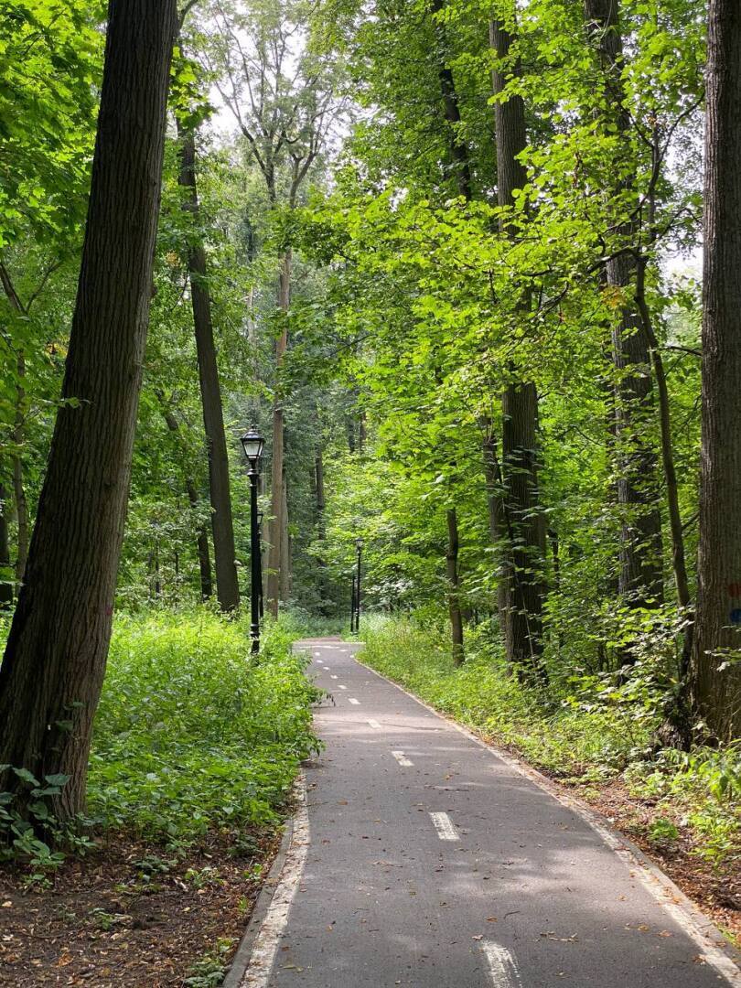 Леса в Москве