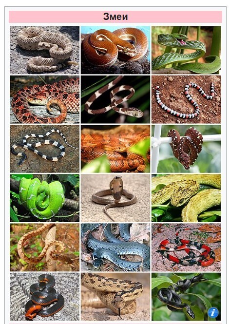 У Каната бабушка! Жарит три оладушка! О Канате и его бабушке. Рифмоплетство и зарисовка.