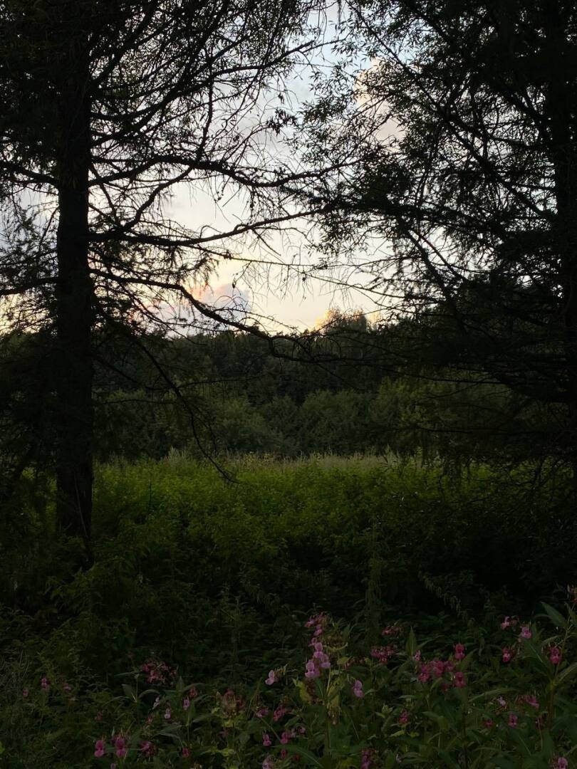 Леса в Москве