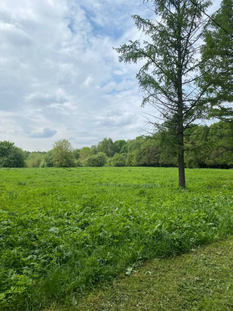 Леса в Москве