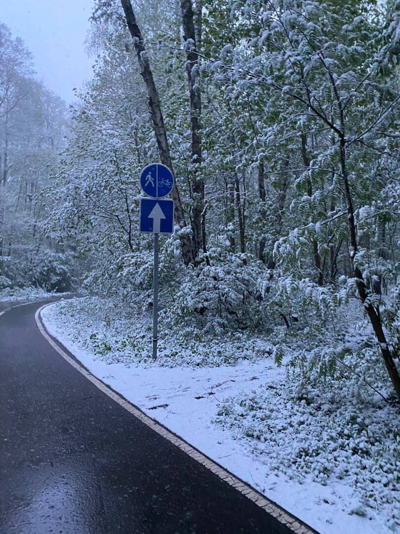 Леса в Москве