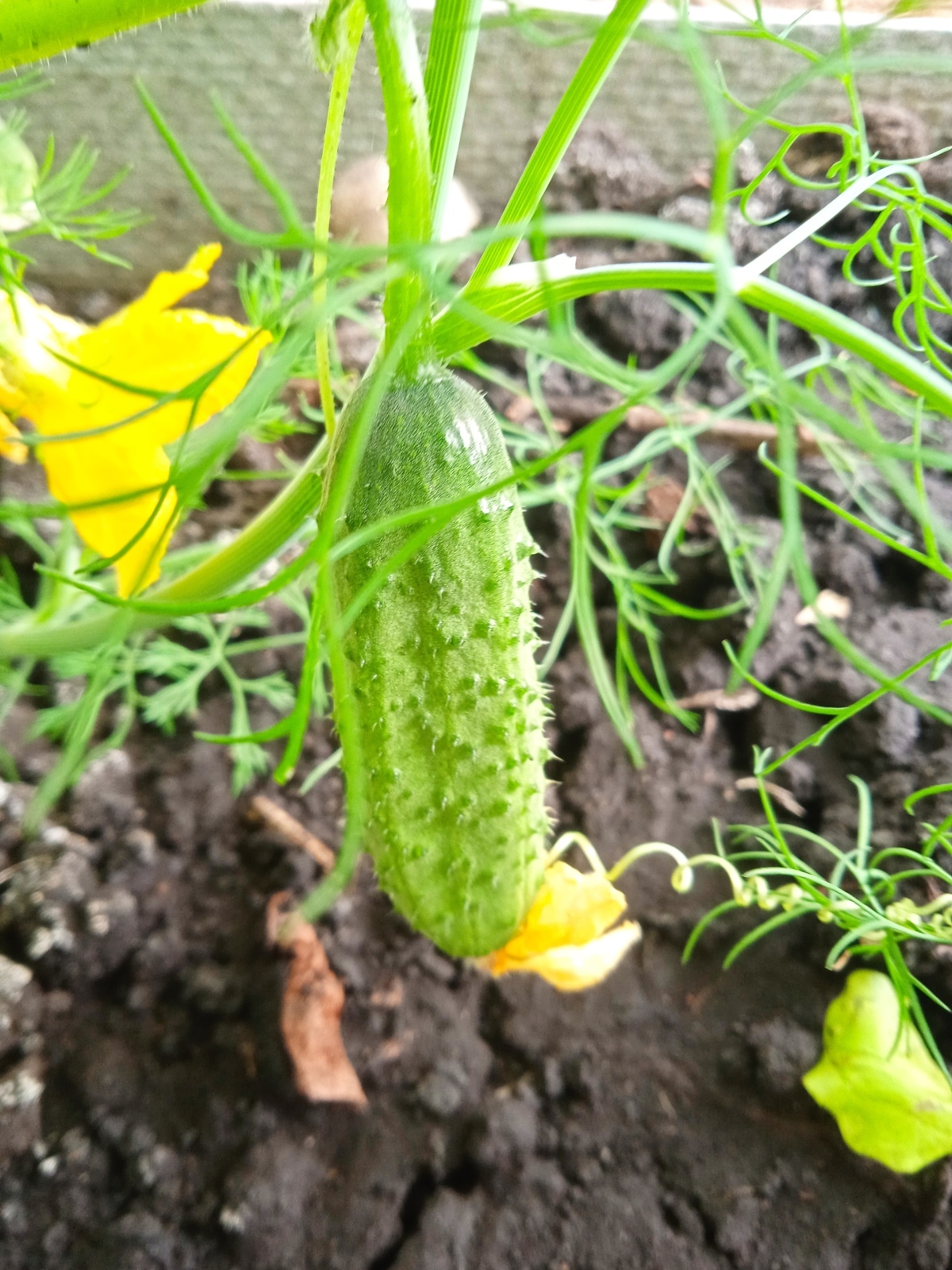 Прелести своей теплицы: от раннего до позднего урожая томатов и огурцов на своем участке