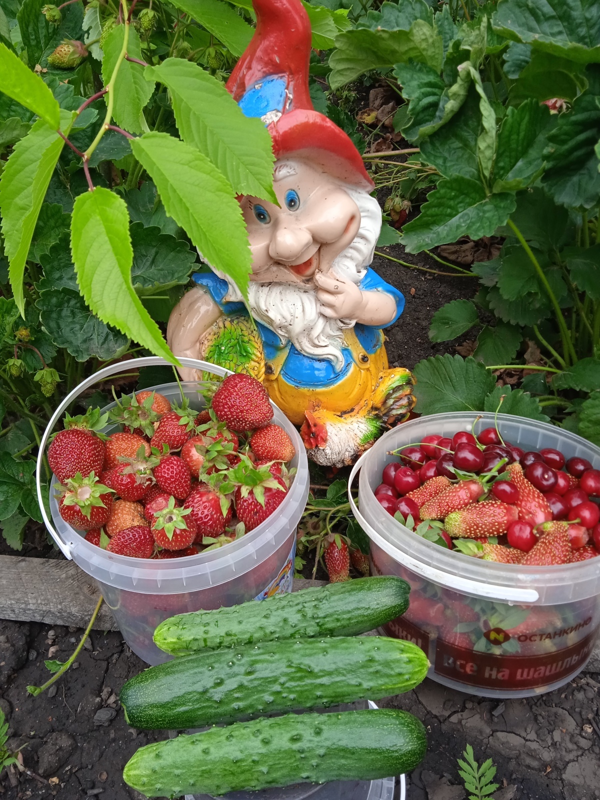 Прелести своей теплицы: от раннего до позднего урожая томатов и огурцов на своем участке