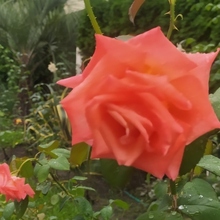 Ольга, г. Псков