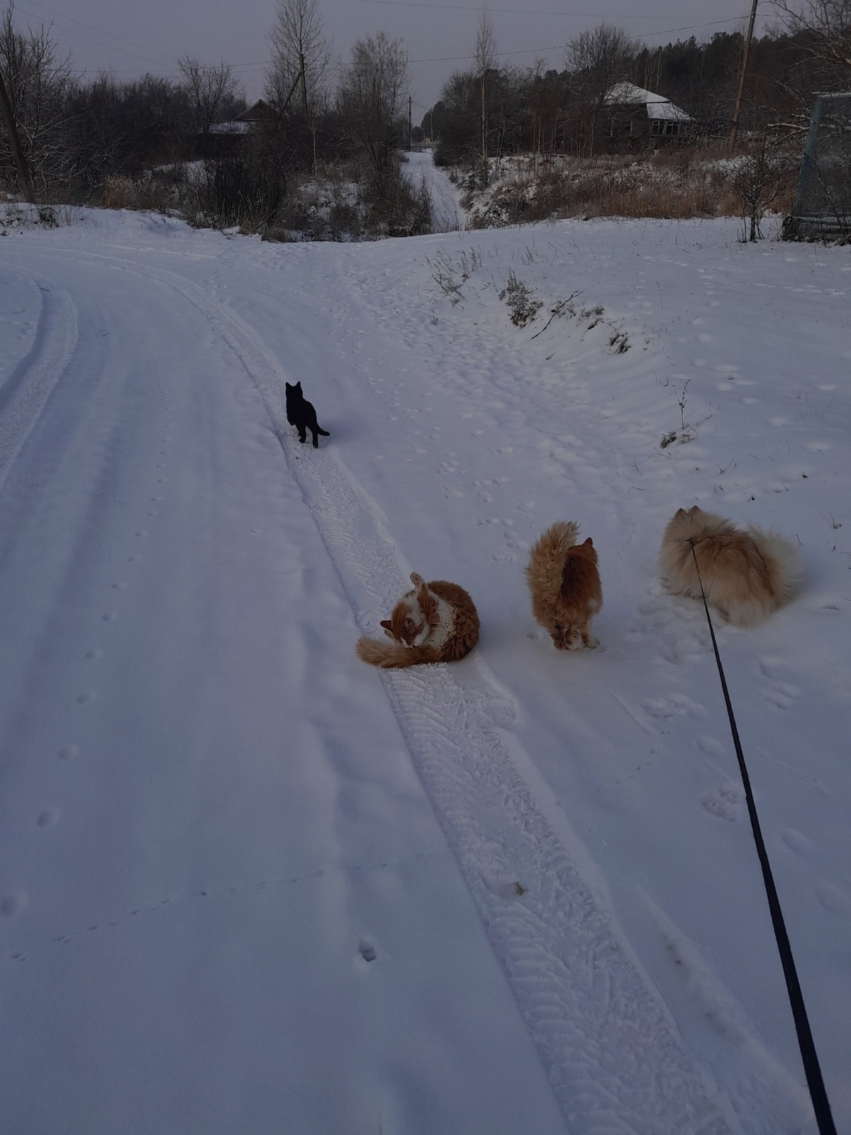 Эти невыносимые, надоедливые кошки.