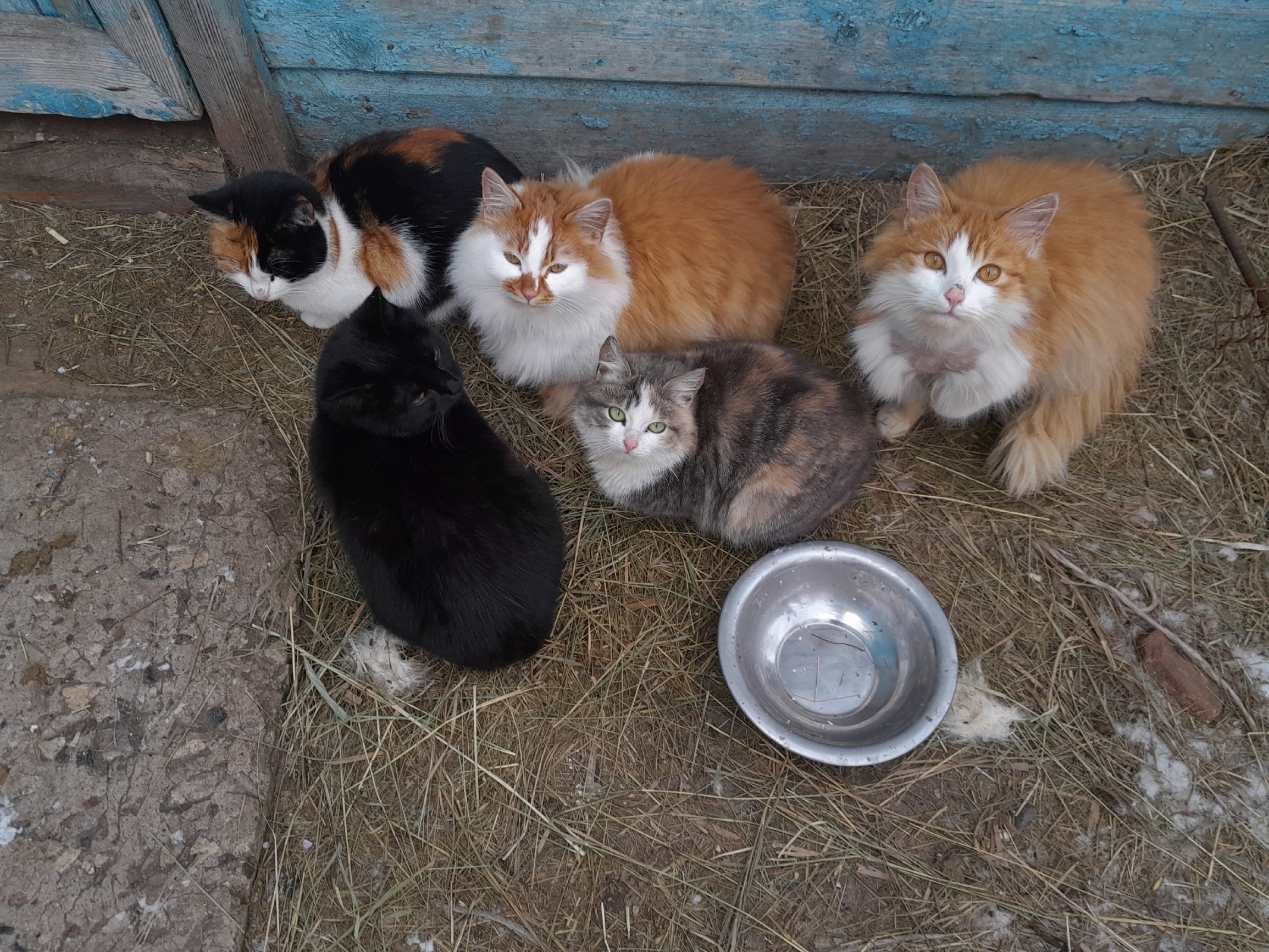 Эти невыносимые, надоедливые кошки.