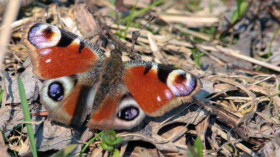 Времена года на крыльях бабочек.