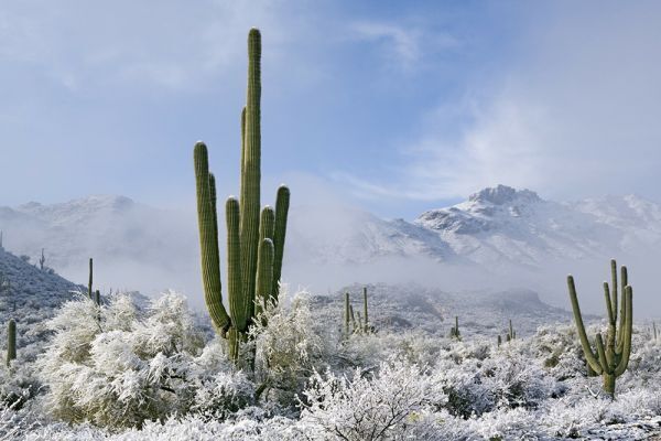 Вечность в каждом цветке.