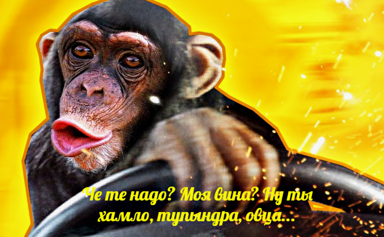 Обезьяньи традиции на наших дорогах