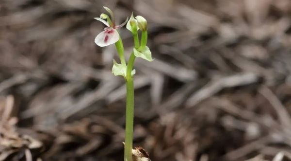 Орхидея, живущая по своим правилам.