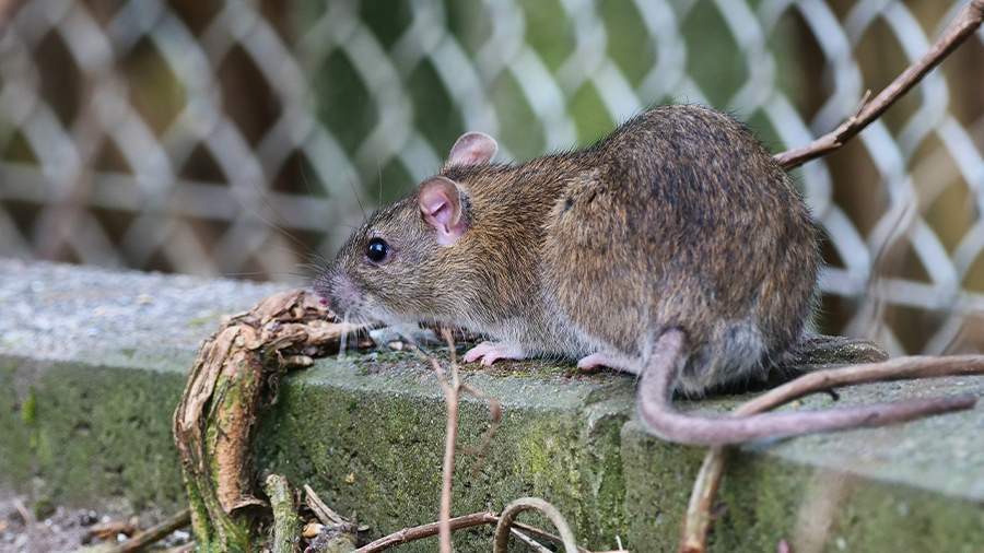 Крысы захватывают города – природа побеждает!