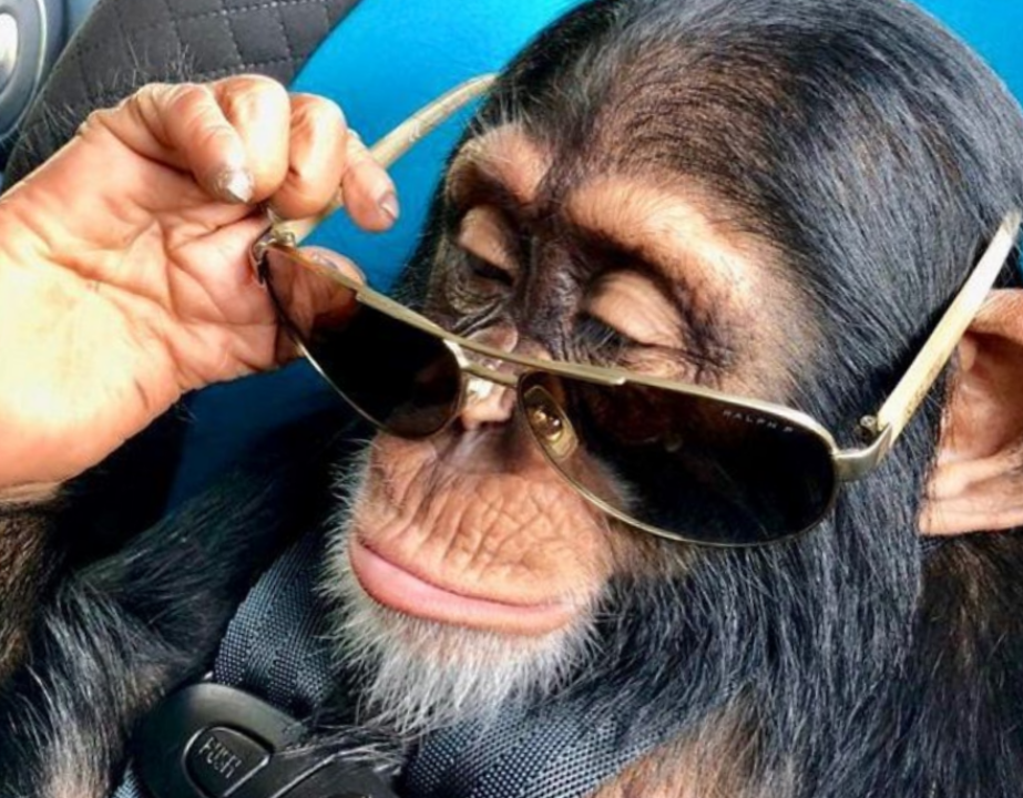 Обезьяньи традиции на наших дорогах