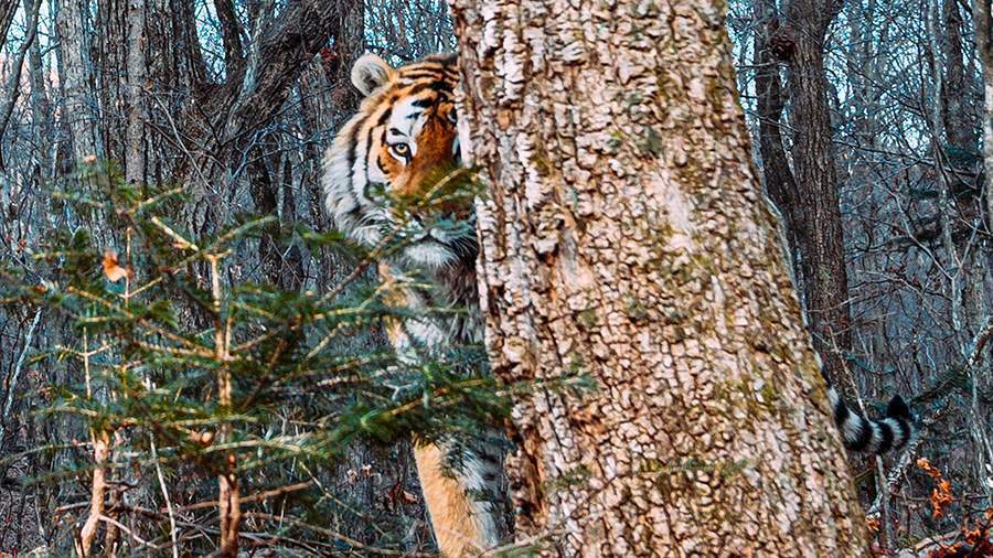 Амурские тигры — величие в каждом шаге!