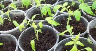 Мои домашние роды.