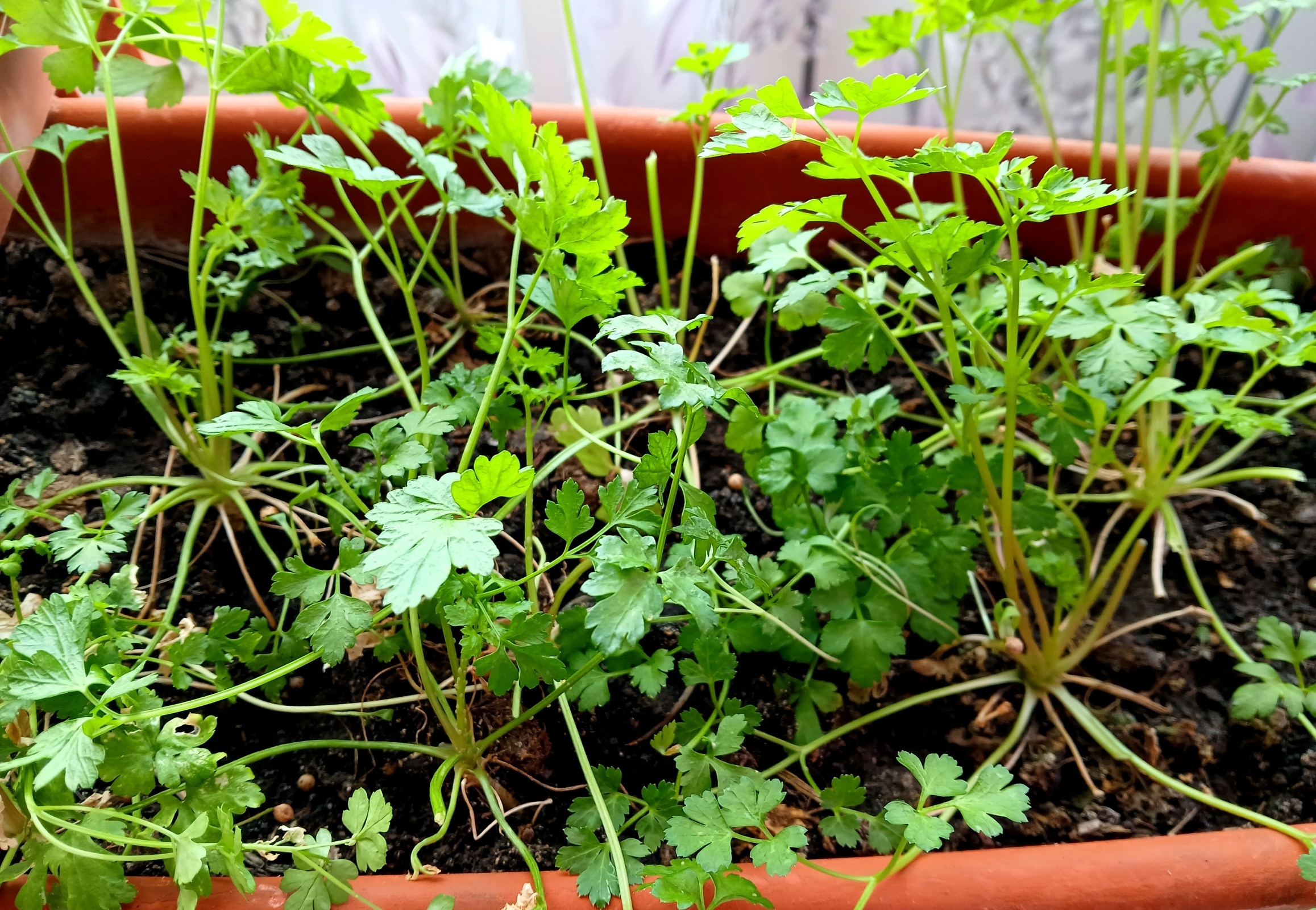 Не взошли совсем. Как бороться с семенным беспределом и кому жаловаться на плохую всхожесть семян