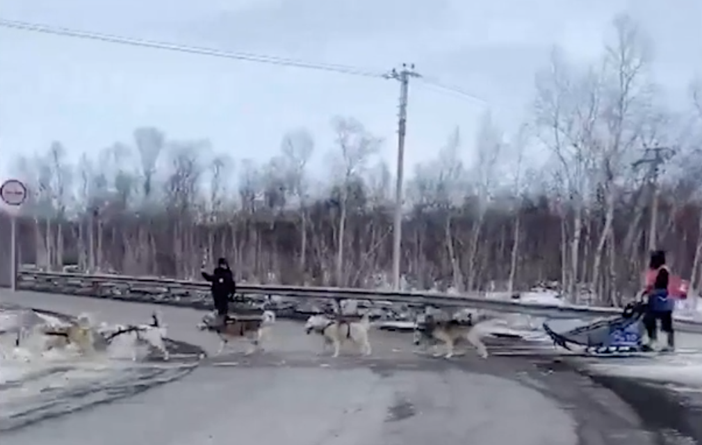 Как ДПС собачьей упряжкой управляли