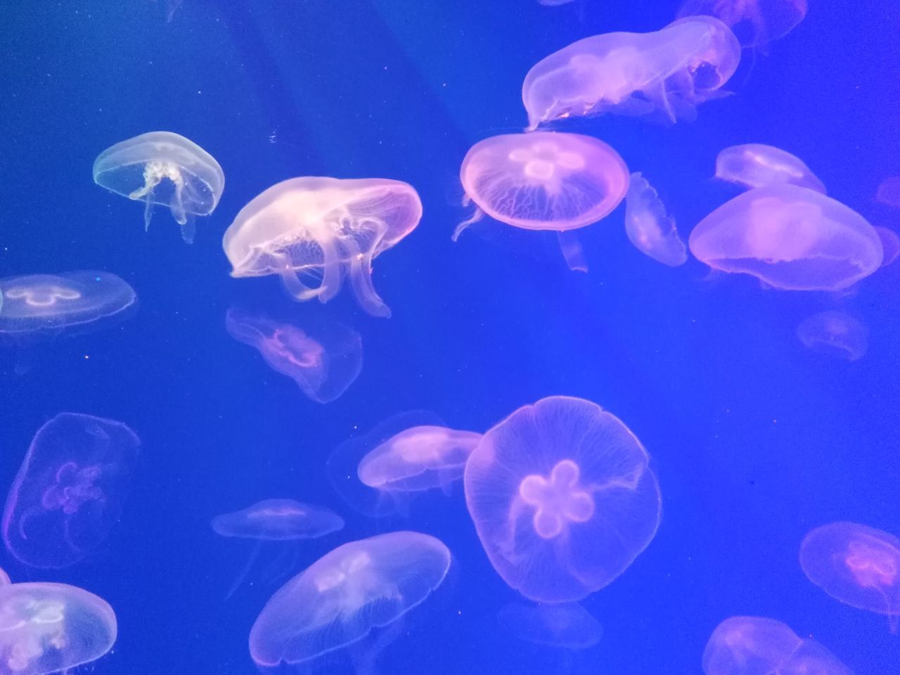 Морские обитатели в Питерском океанариуме.