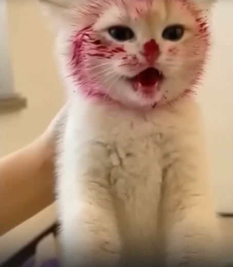 Ухаживайте за вашей кошкой: лучшие способы заботы о вашем питомце