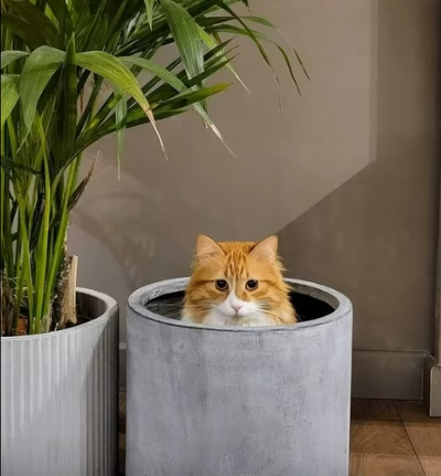 Ухаживайте за вашей кошкой: лучшие способы заботы о вашем питомце