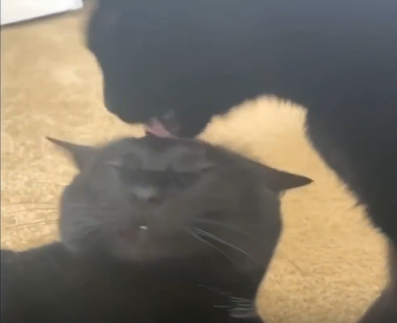 Ухаживайте за вашей кошкой: лучшие способы заботы о вашем питомце