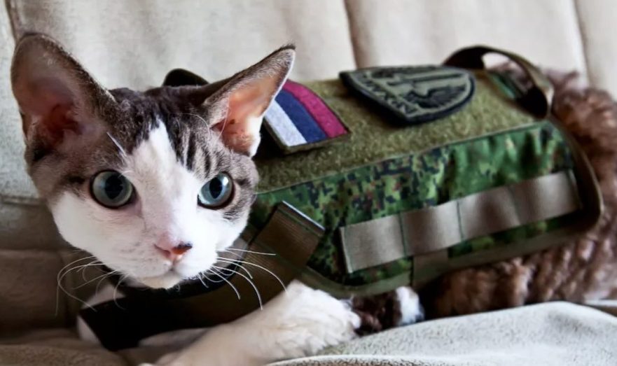 СВО: Смешно, Волнительно, Объяснимо