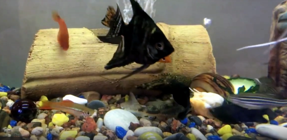 Аквариумные рыбки – прекрасное украшение любого дома