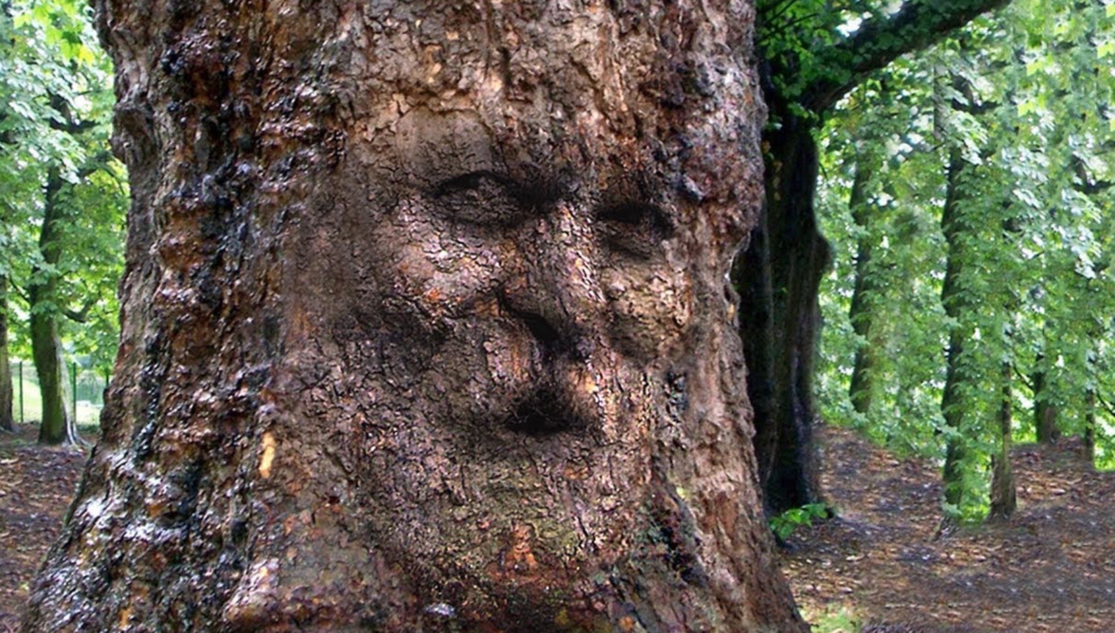 О сознании животных и растений. Новое открытие в учении дона Хуана / Карлоса Кастанеды!