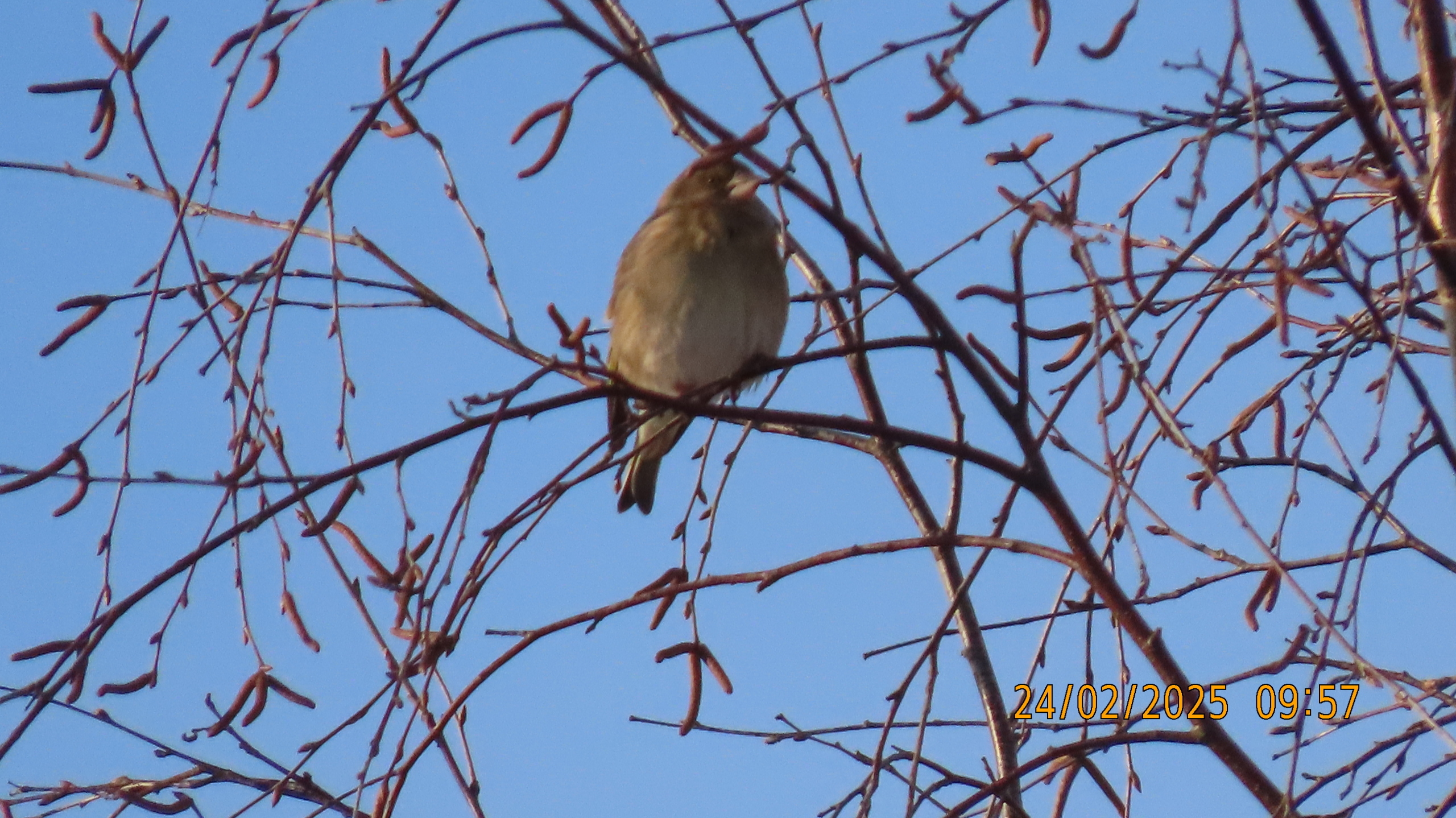 Последний понедельник Февраля. /Межстоличье/