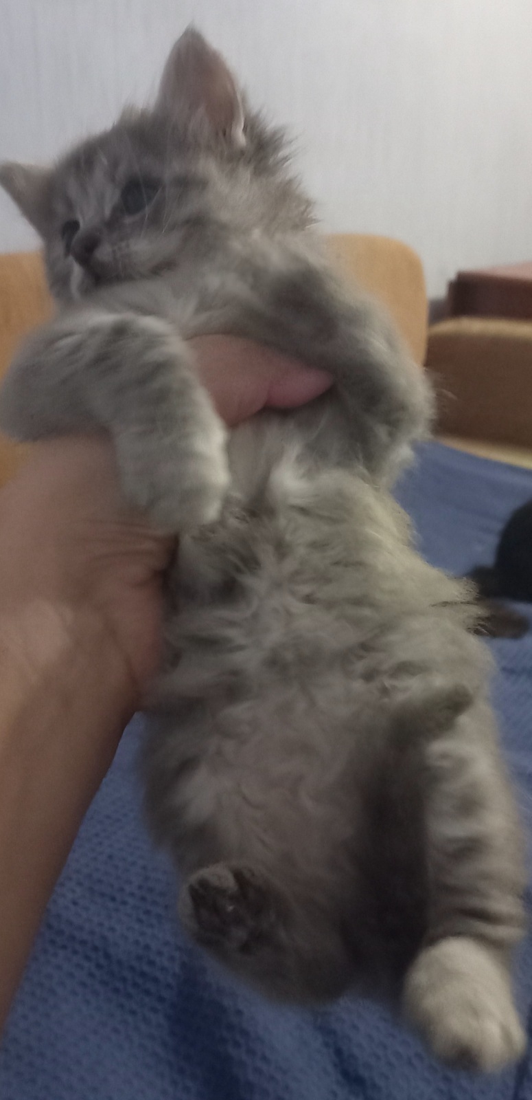 Неверно выбранный истец по делу перечеркнул предыдущее удовлетворенное решение. Хотите про котиков?