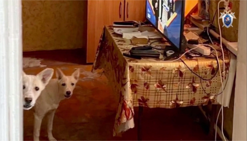 Собаки загрызли маленькую девочку в Ставрополе! Животные защищены законом, а люди?