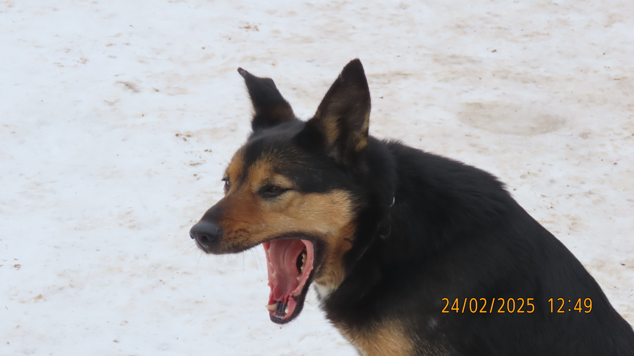 Последний понедельник Февраля. /Межстоличье/