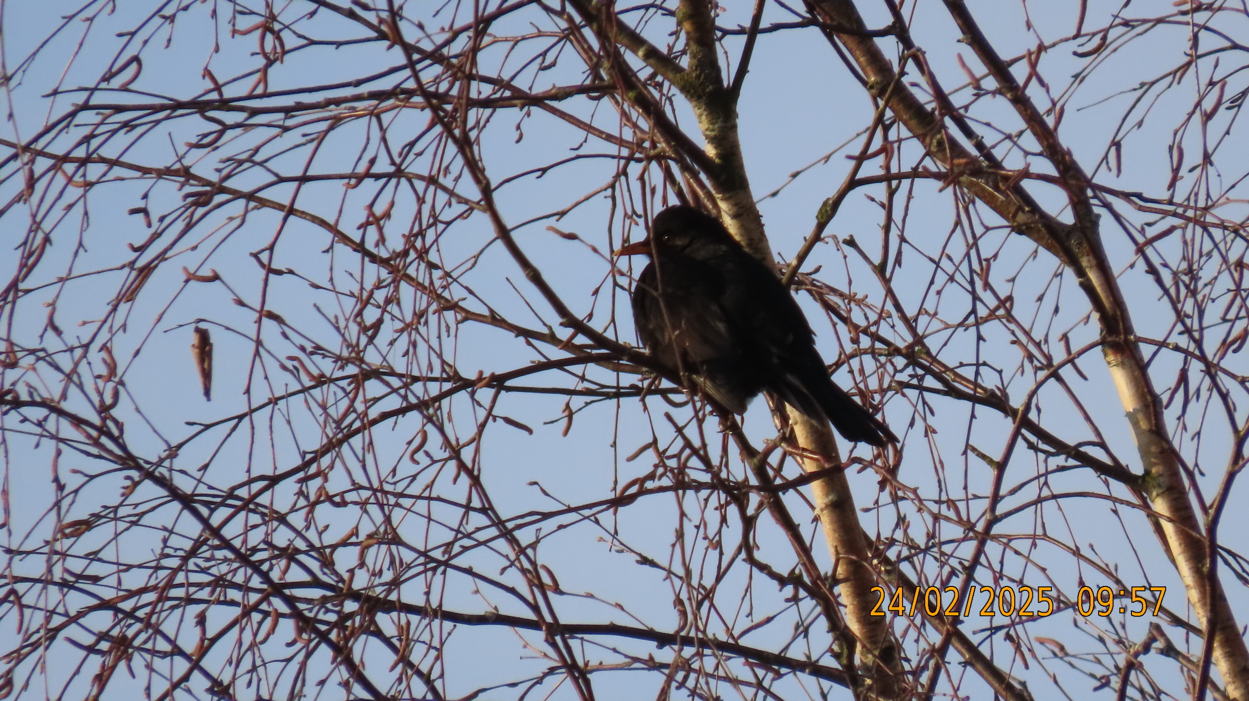 Последний понедельник Февраля. /Межстоличье/