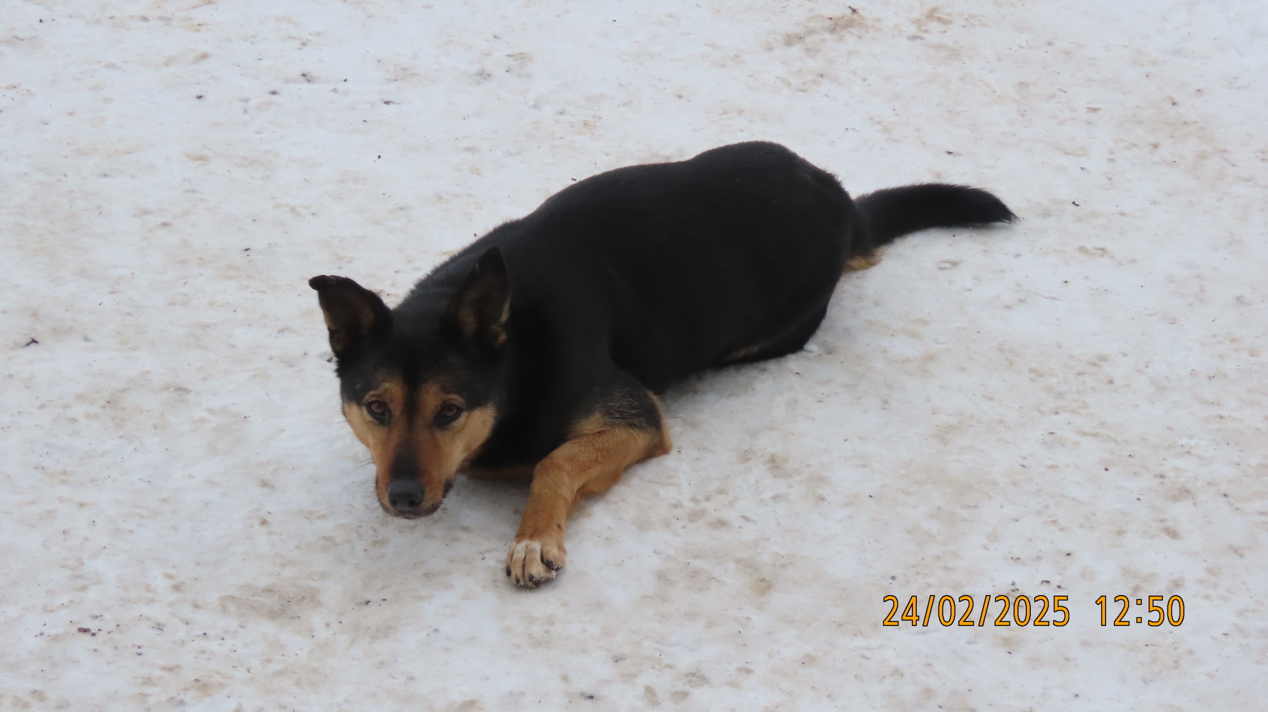 Последний понедельник Февраля. /Межстоличье/
